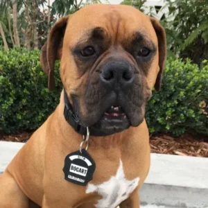 A brown and white dog sitting on top of a sidewalk.